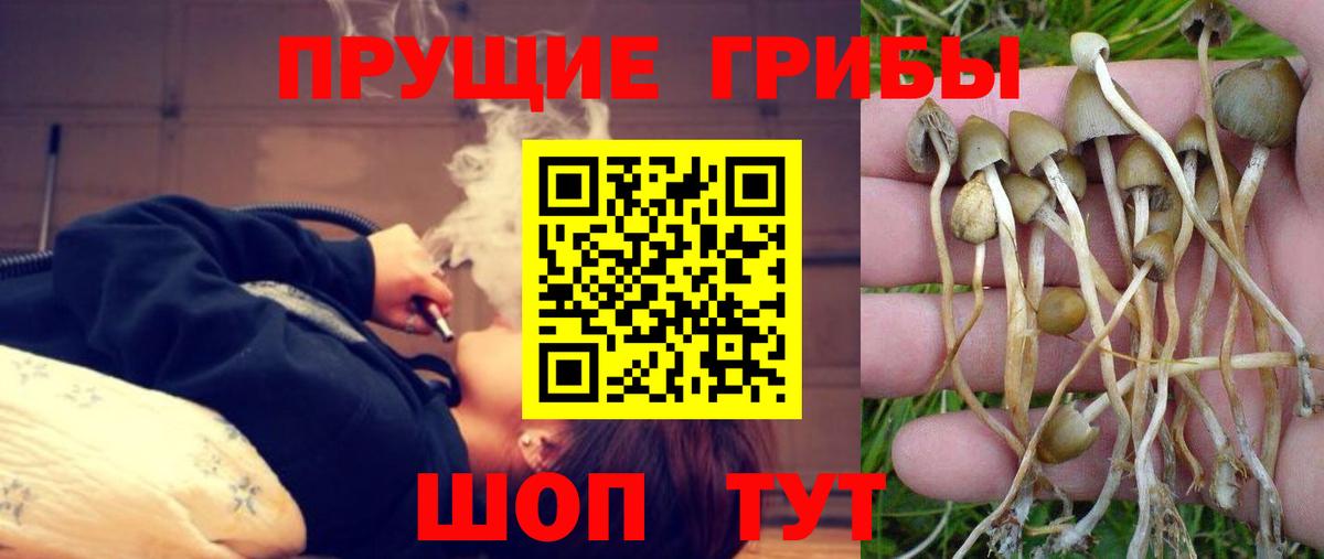 Псилоцибиновые грибы GOLDEN TEACHER  Вход с VPN  Гусиноозёрск 